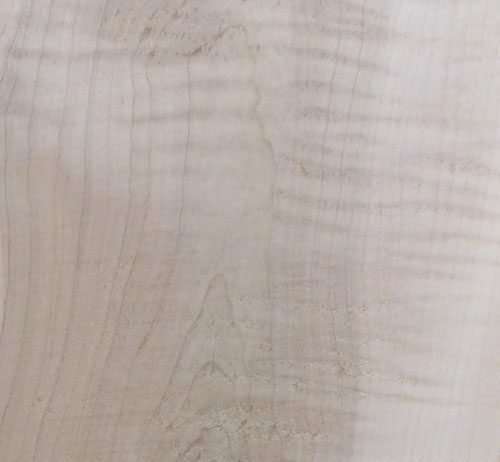 Eastern Red Curly Maple – Pack 105