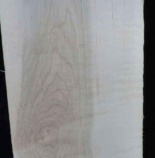 Eastern Red Curly Maple – Pack 107