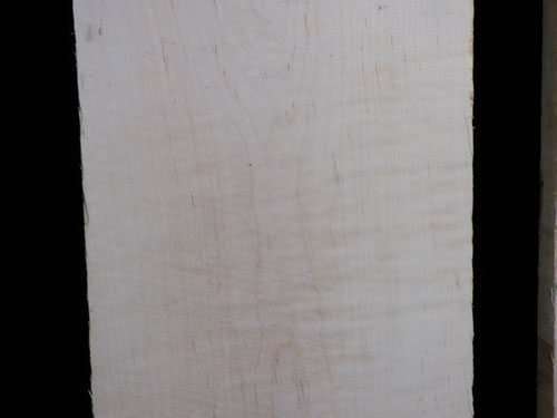 Eastern Red Curly Maple – Pack 107